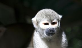 Skrytá tvář evoluce: Dědictví po pravěkých primátech