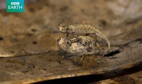 Kamera na cestách: Madagaskar plný života