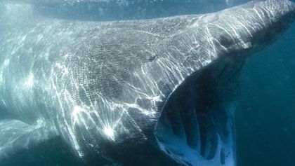Království oceánů: Modré hlubiny