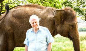 David Attenborough a obří dinosaurus