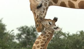 Království divočiny: Žirafí ráj