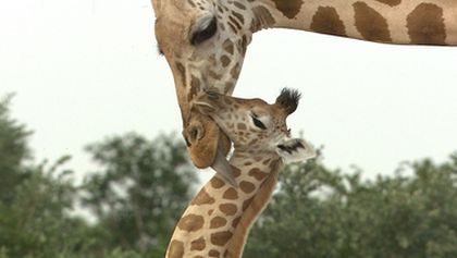 Království divočiny: Žirafí ráj
