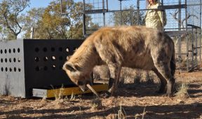Zabijácké IQ: Lev versus hyena (2)