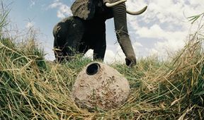 Sloni - špionáž ve stádu