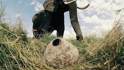 Sloni - špionáž ve stádu