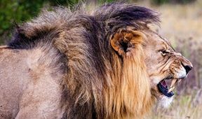Cecil, lví král