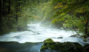 Jak se vrací prales - Národní park Kalkalpen