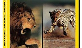 Války koček: Lev versus gepard