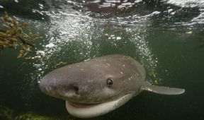 Mořští predátoři aneb Život na vrcholu potravního řetězce (2/4)