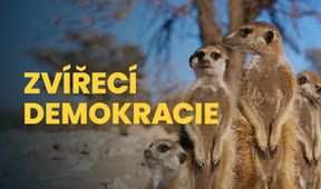 Zvířecí demokracie (2/2)