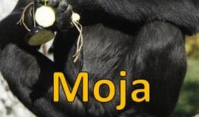 Moja