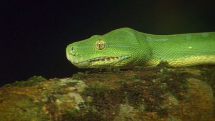 Fascinující setkání se zvířaty