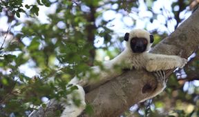 Krajinou Madagaskaru