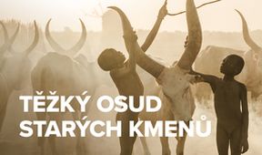 Těžký osud starých kmenů
