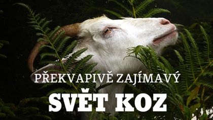 Překvapivě zajímavý svět koz