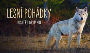 Lesní pohádky bratří Grimmů
