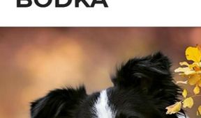 Bodka (6)