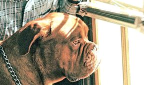 Turner a Hooch