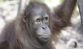 Orangutaní škola v džungli II (5)