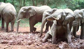 Království divočiny: Slon africký, Tanzanie