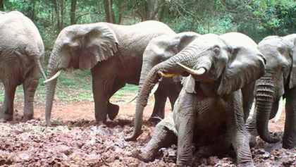 Království divočiny: Slon africký, Tanzanie