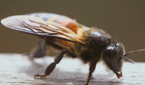 LES Maîtres DES Abeilles