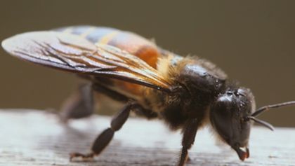 LES Maîtres DES Abeilles