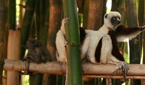Madagaskar - les zázraků (2/2)