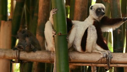 Madagaskar - les zázraků (2/2)