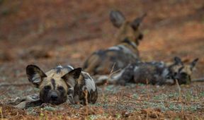 Psi hyenovití: Ve smečce (1)