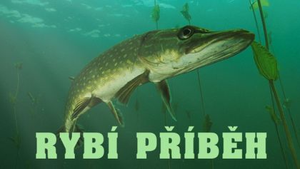 Rybí příběh