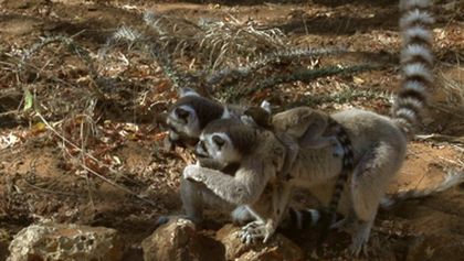 Království divočiny: Lemuři kata, Madagaskar