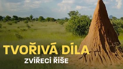 Tvořivá díla zvířecí říše (3/3)
