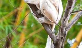 Království divočiny: Madagaskar - laboratoř Země
