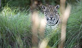 Svět přírody - Jaguáři: Brazilské super kočky