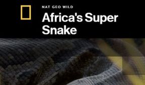 Africký super had