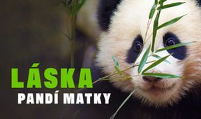 Láska pandí matky