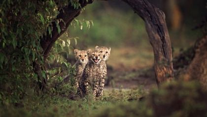 Serengeti (1)