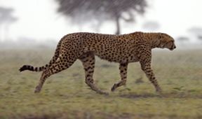 Serengeti (2)