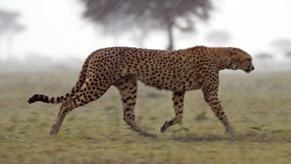 Serengeti (2)