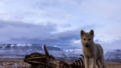 Království vlka arktického (2)