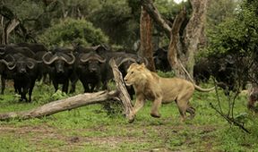 Lví boje o život a území