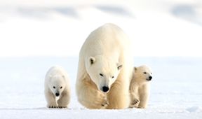 Zázračná planeta: Medvíďata na sněhu