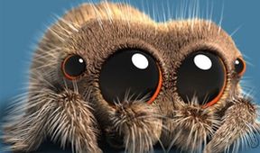 Lucas the Spider (51)