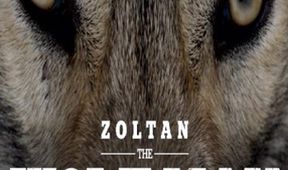 Zoltan, vlčí muž (2)