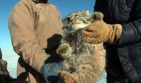Království divočiny: Manul, Mongolsko