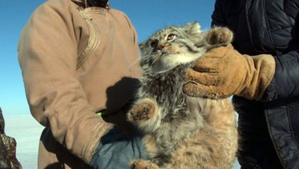 Království divočiny: Manul, Mongolsko