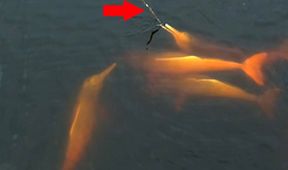 Království divočiny: Delfínovec amazonský, Amazonie