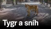 Tygr a sníh
