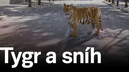 Tygr a sníh